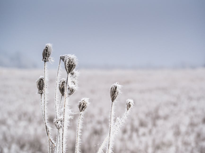 Sold Snow Nature Winter